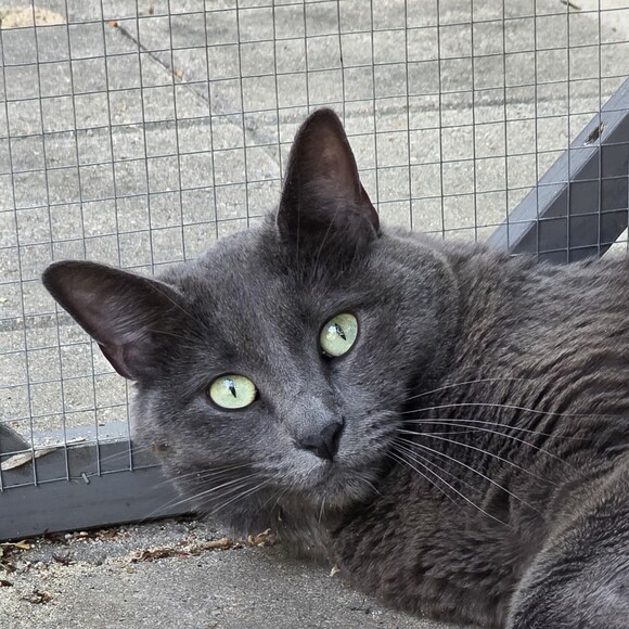 catsclearnow
